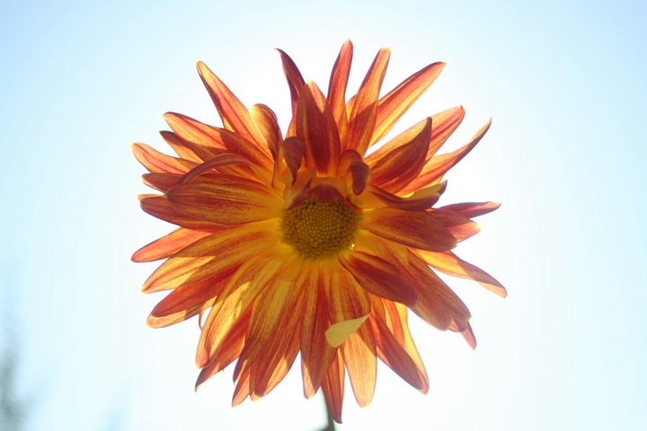 ❀
