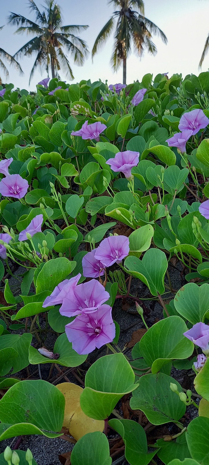 purple