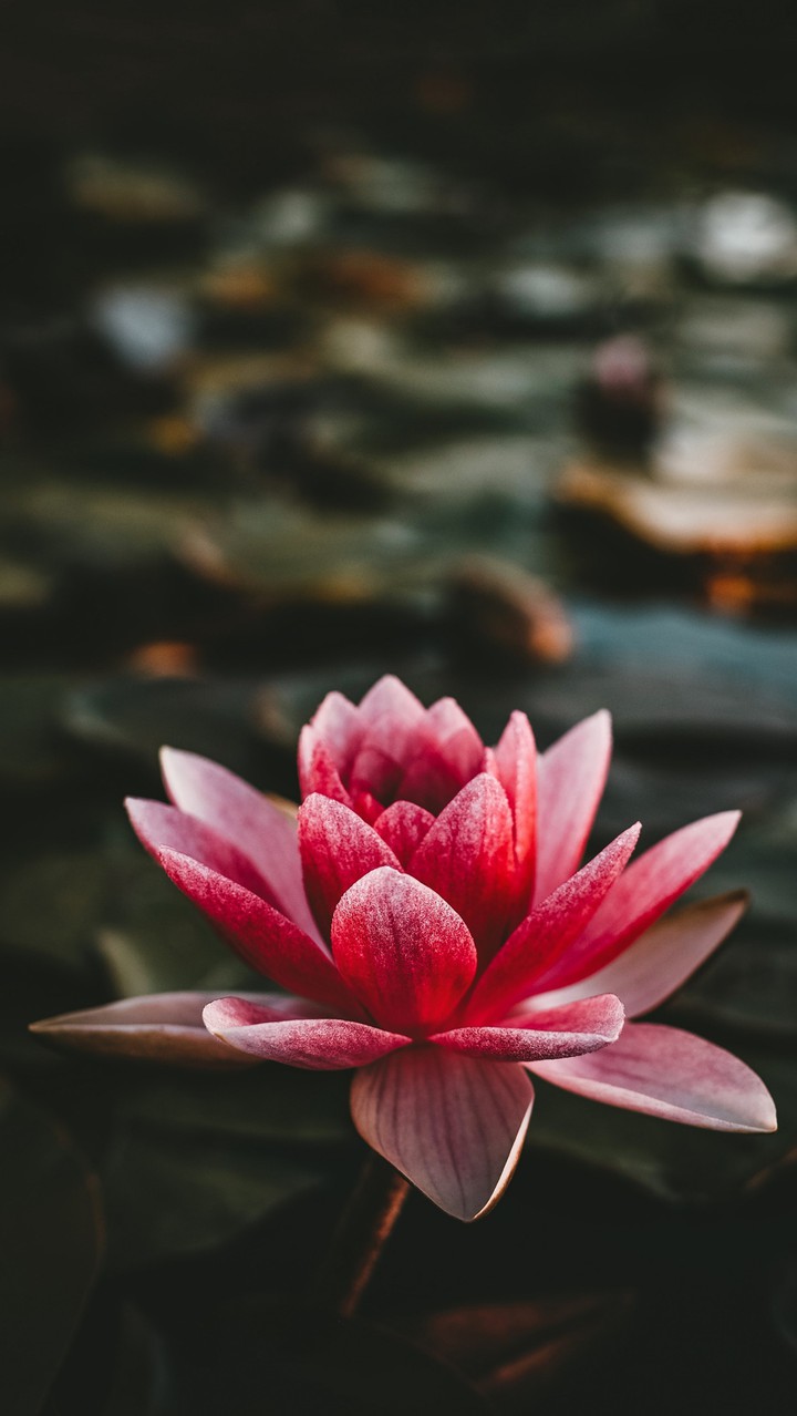 lotus