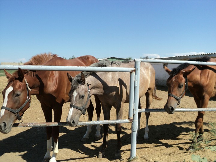 Horses