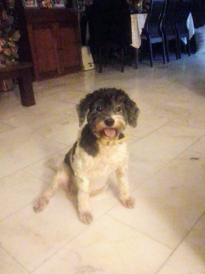 my favourite picture of my puppy