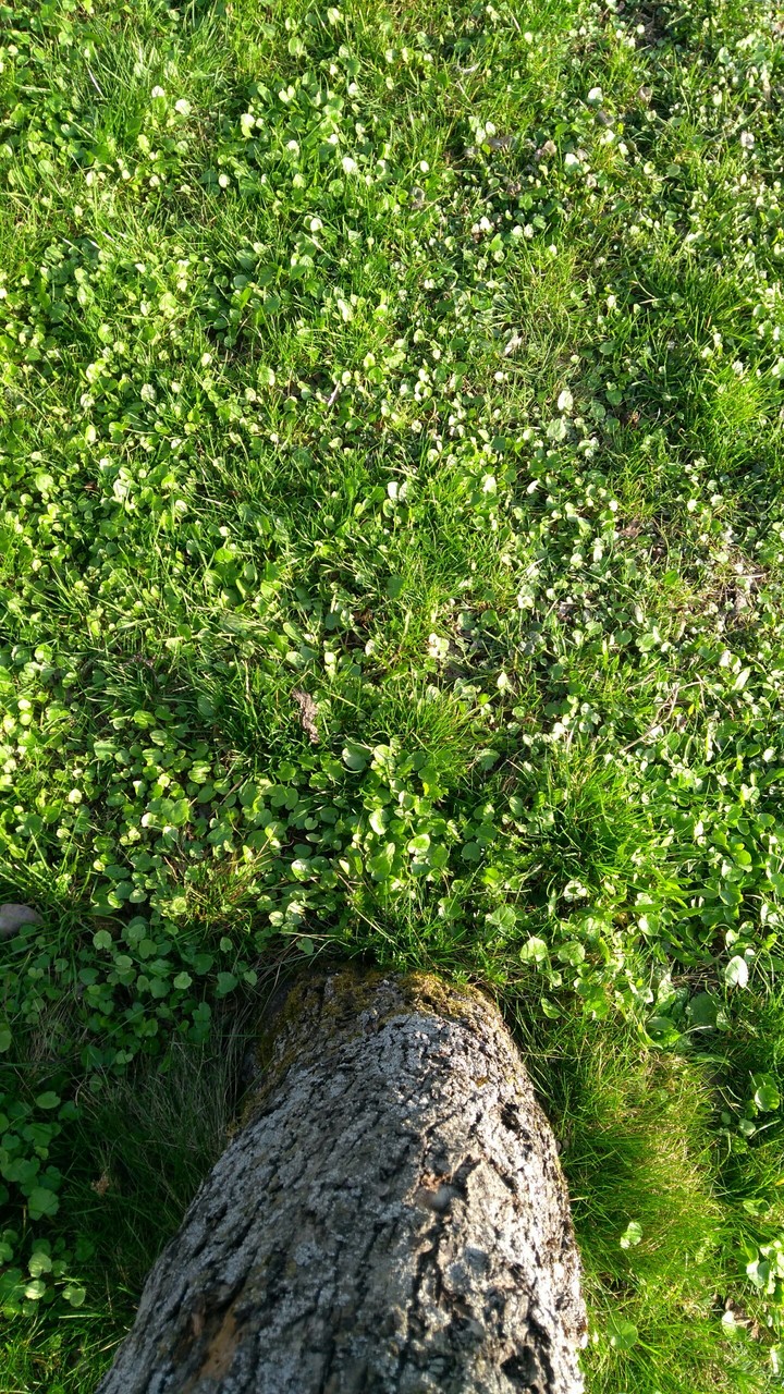 grass