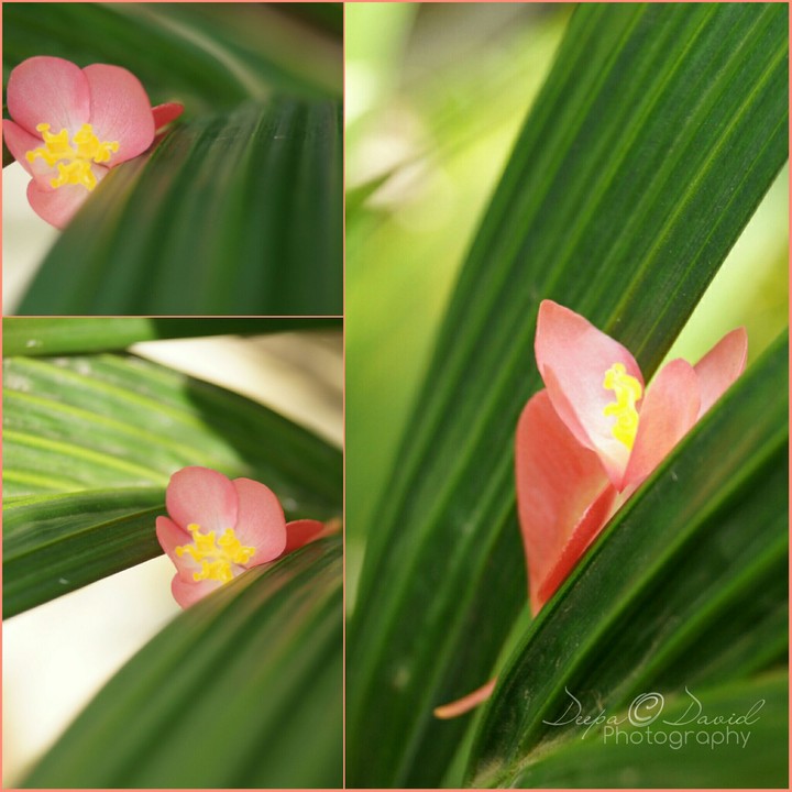 'Fallen Angel'