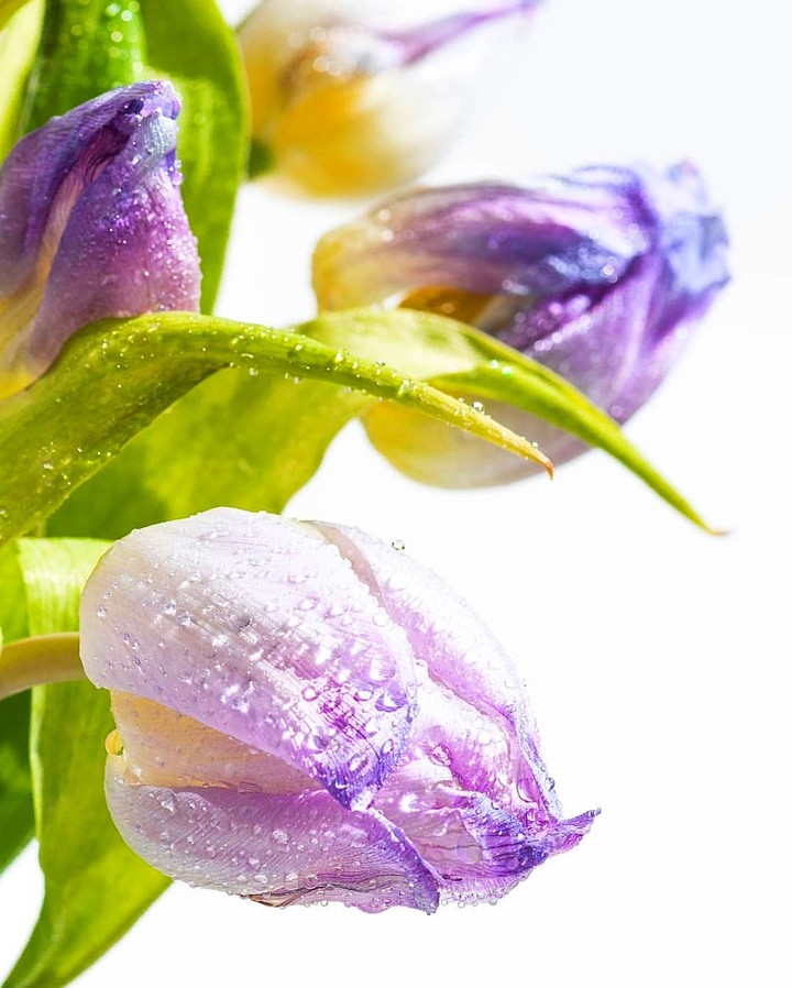 tulips