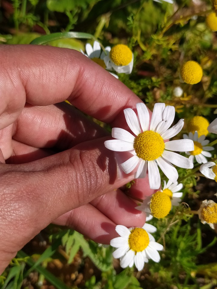 Fleur