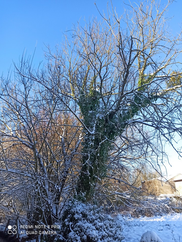 neige