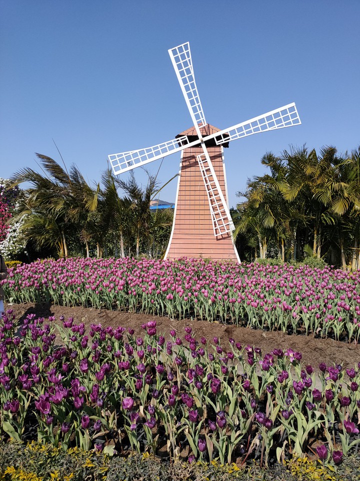 中社花海