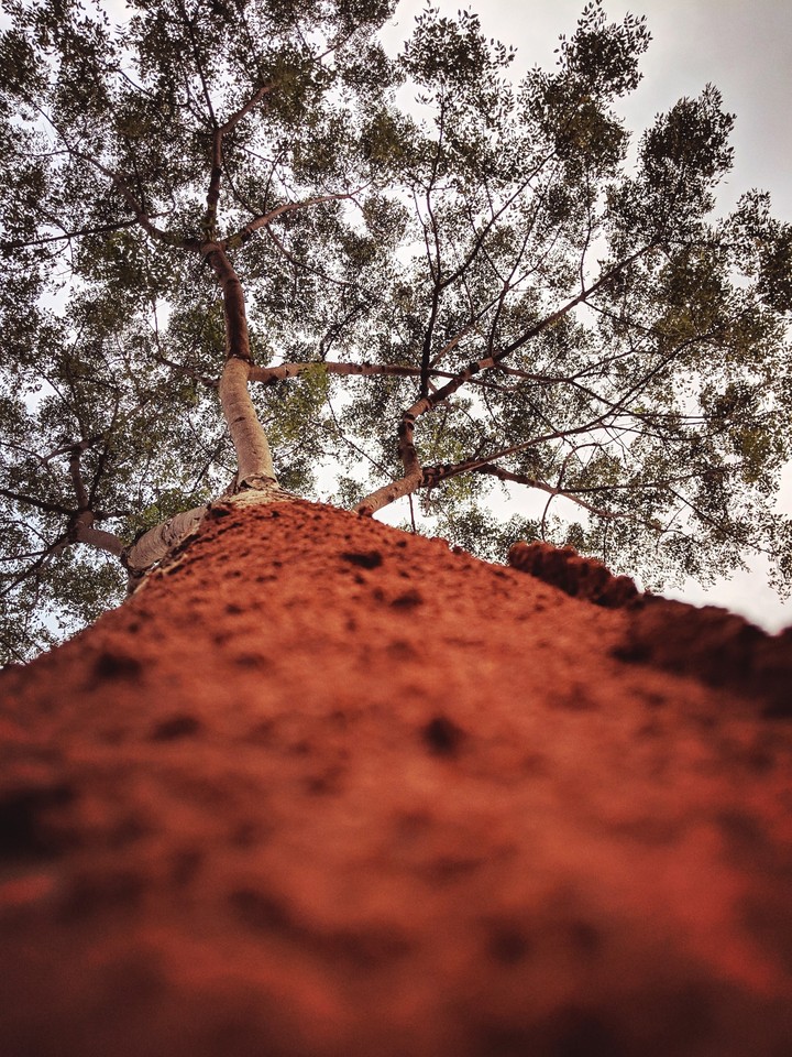Veins of tree