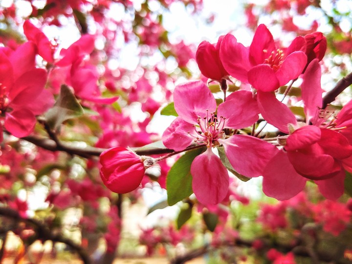 Spring