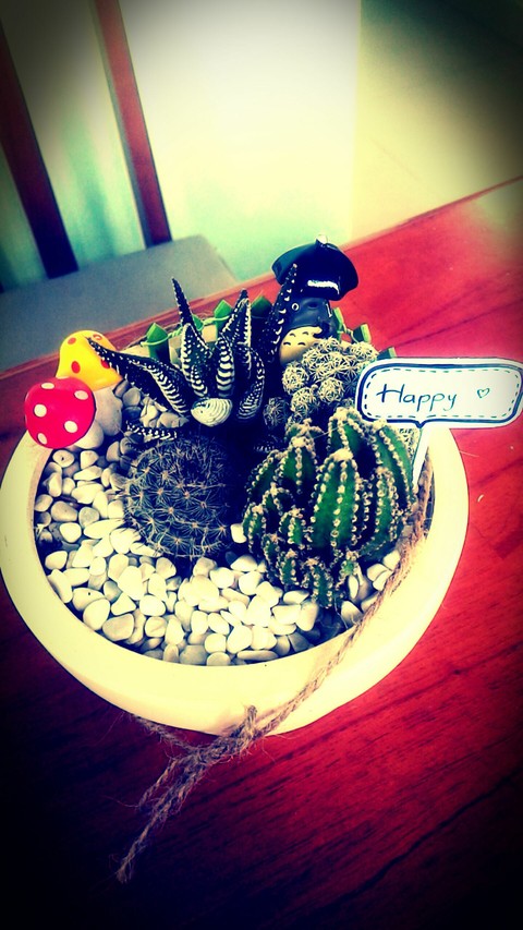 Cactus <3