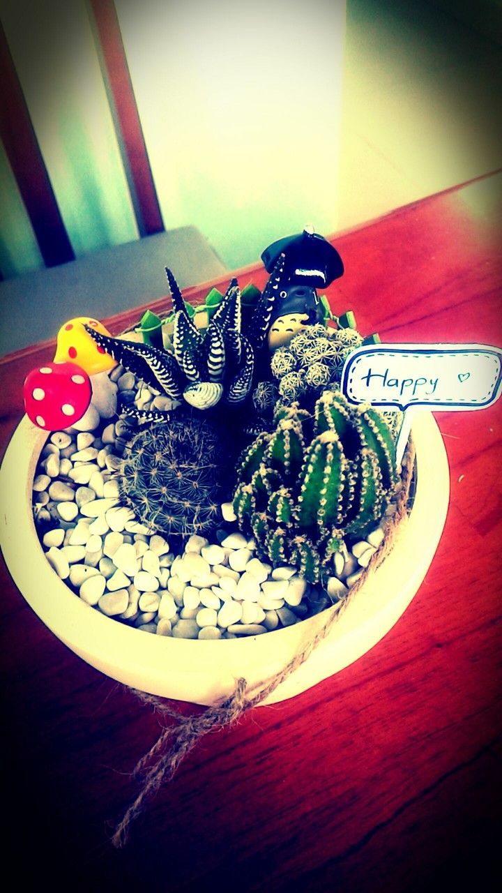 Cactus <3