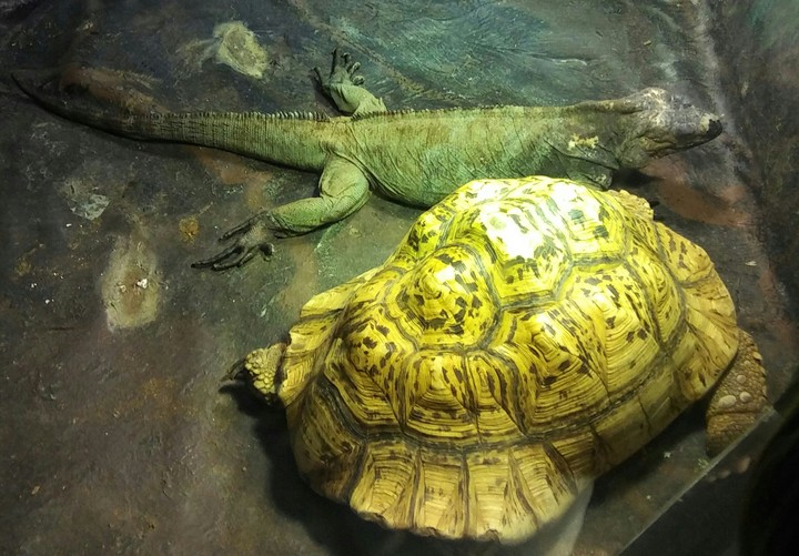 Iguana & Tortoise, Cape May Zoo