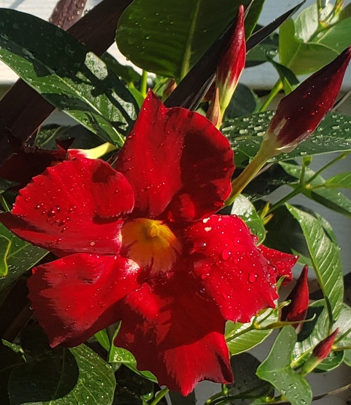 Dipladenia