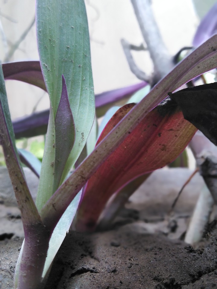plant