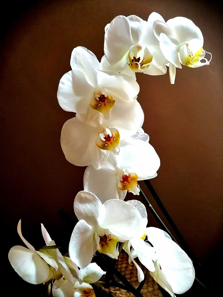 #orchid
