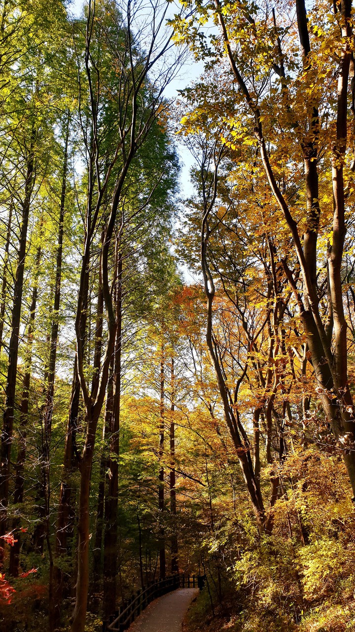 Autumn in the woods