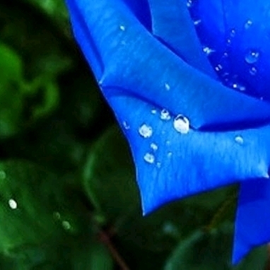 4x blue Roses