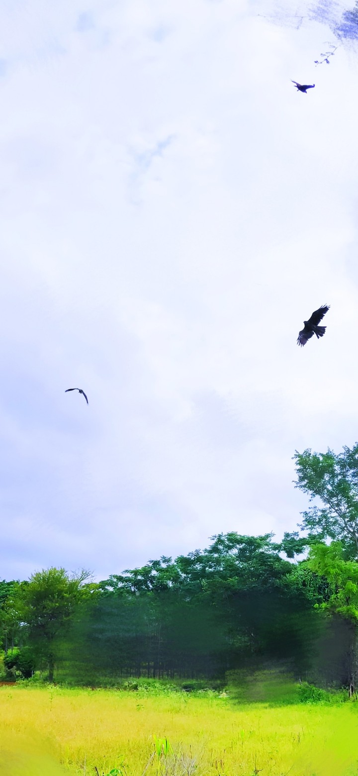 eagle