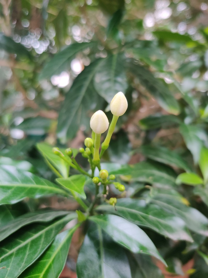 #Flower buds