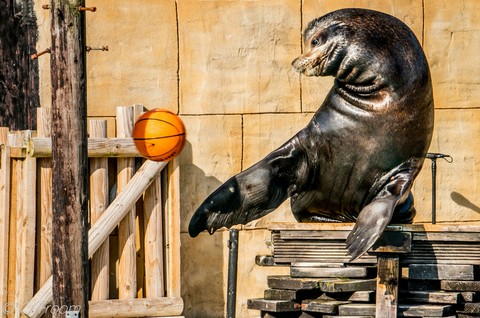 sea lion