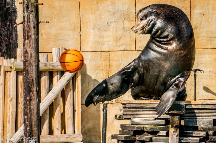 sea lion
