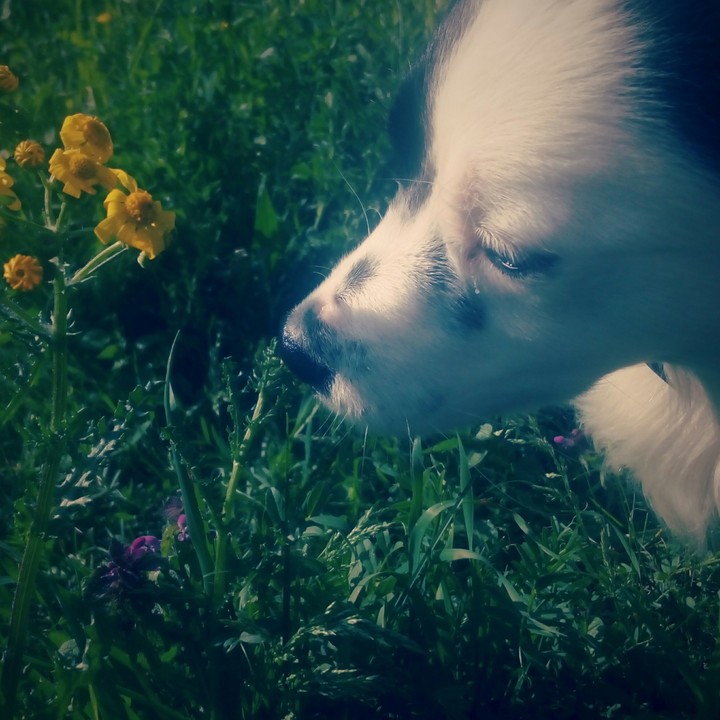 what smell is that