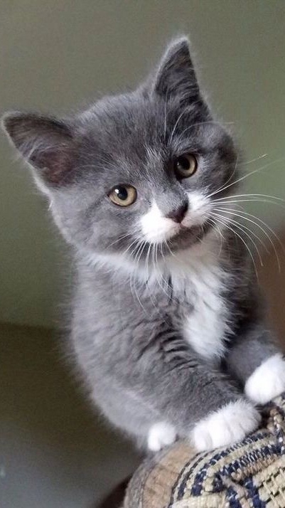 дай покушать!