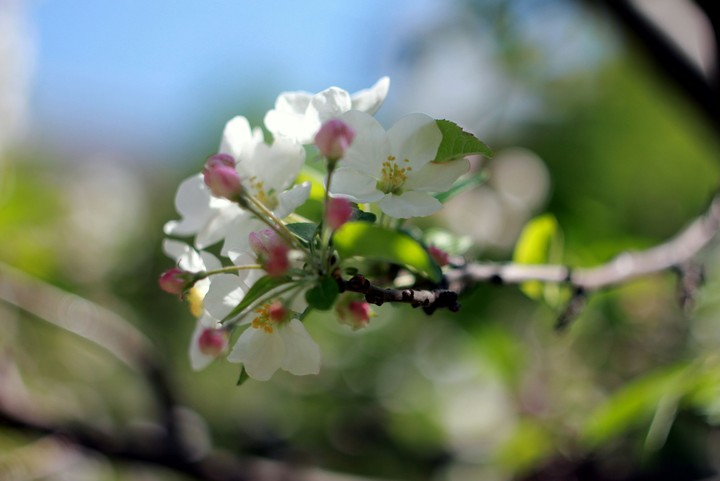 Blossom