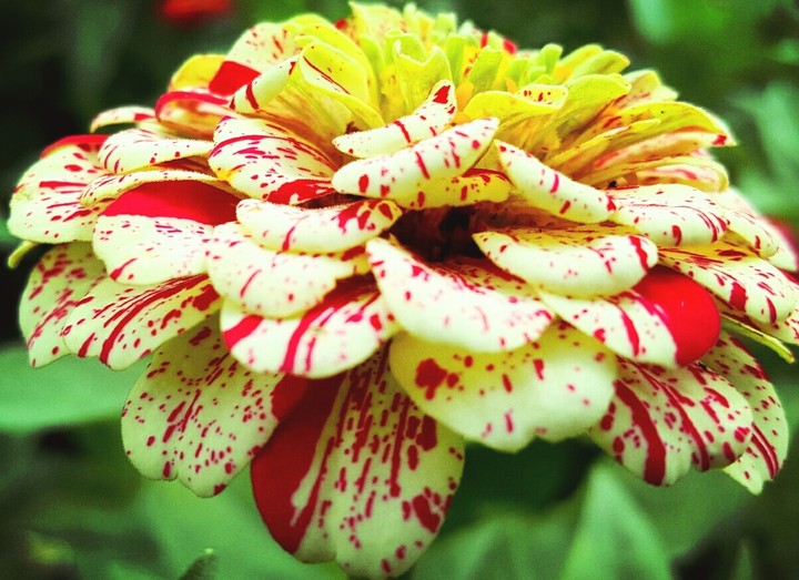 flower