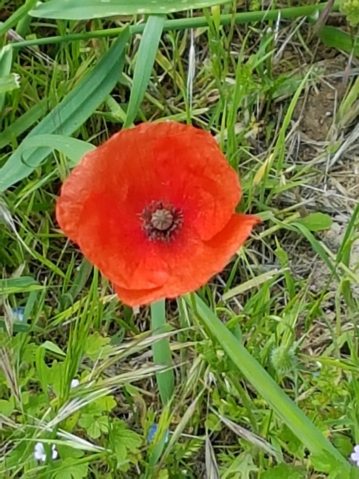 coquelicot