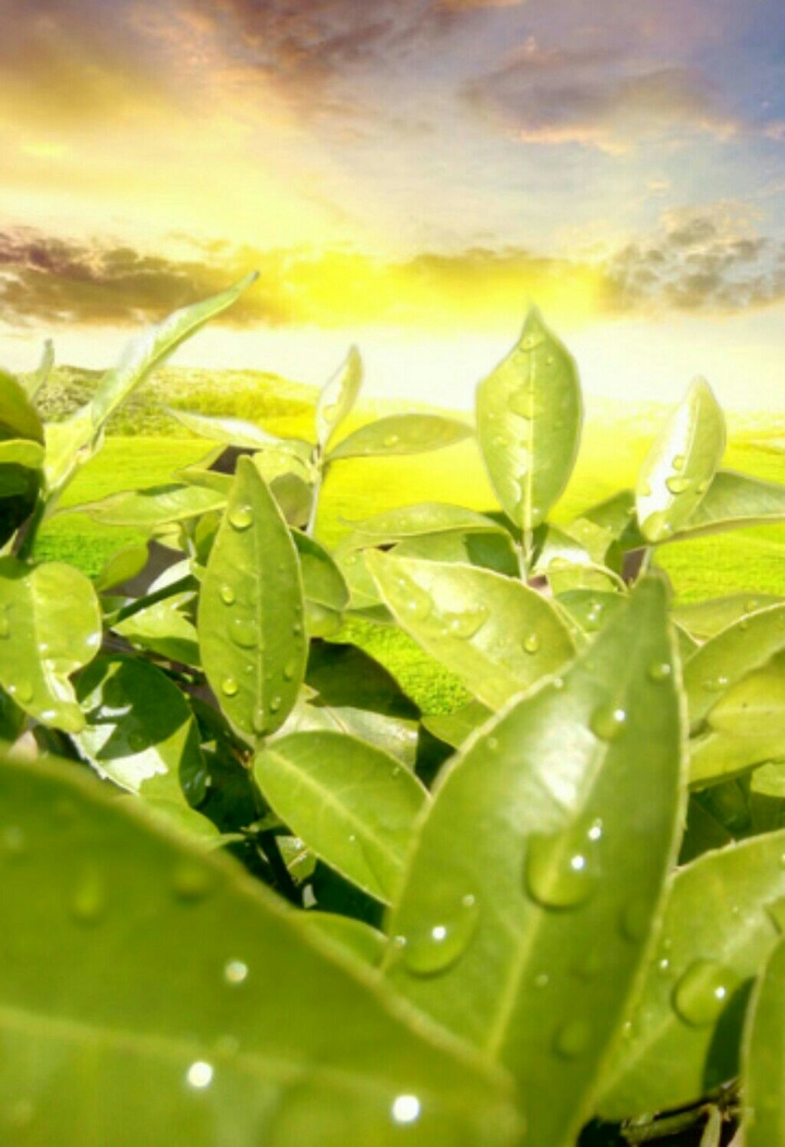 Lemon Leaves