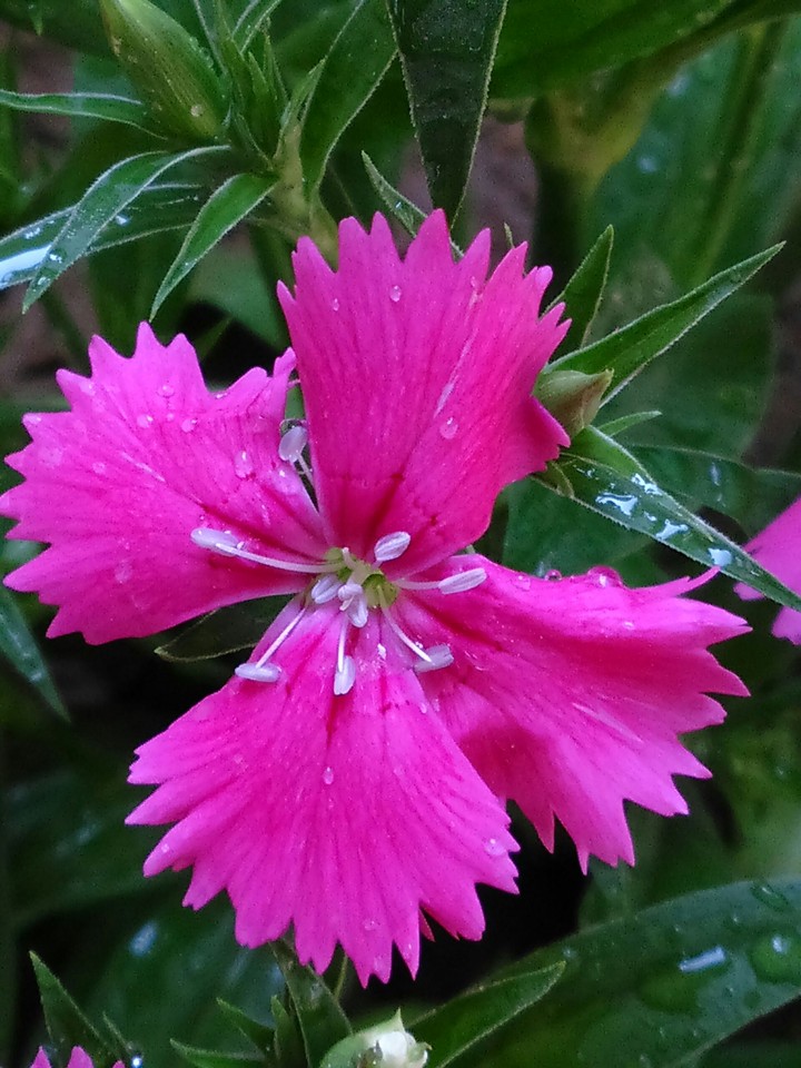 Vibrant Flower
