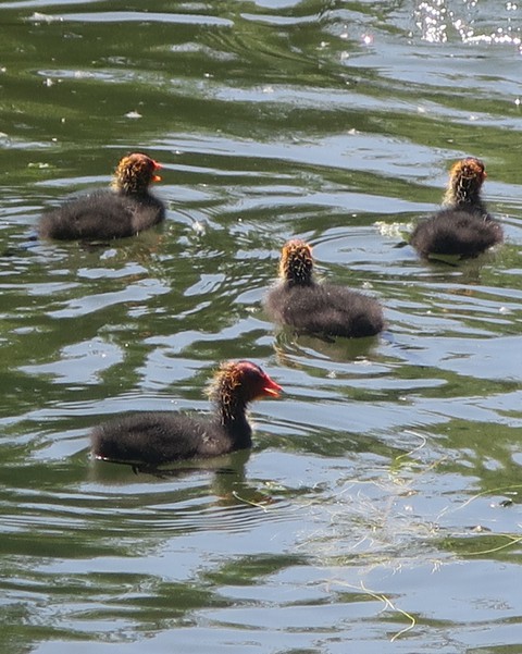 bébés