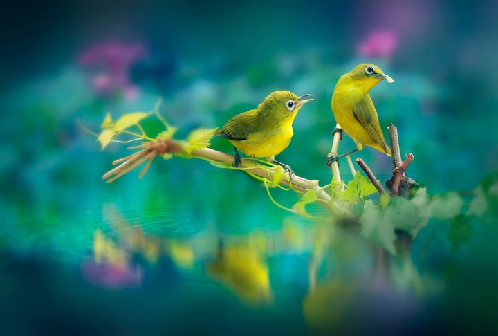 cute birds
