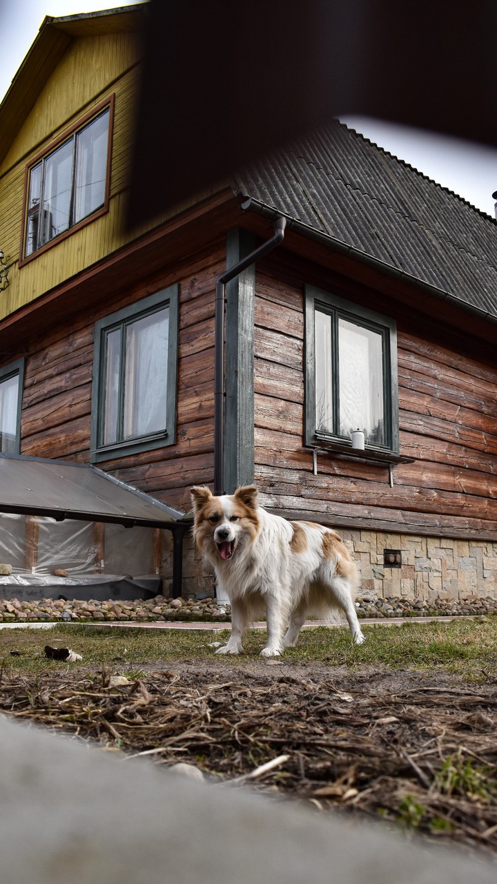 dog