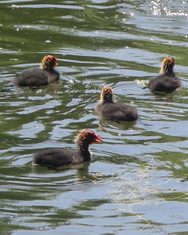 bébés