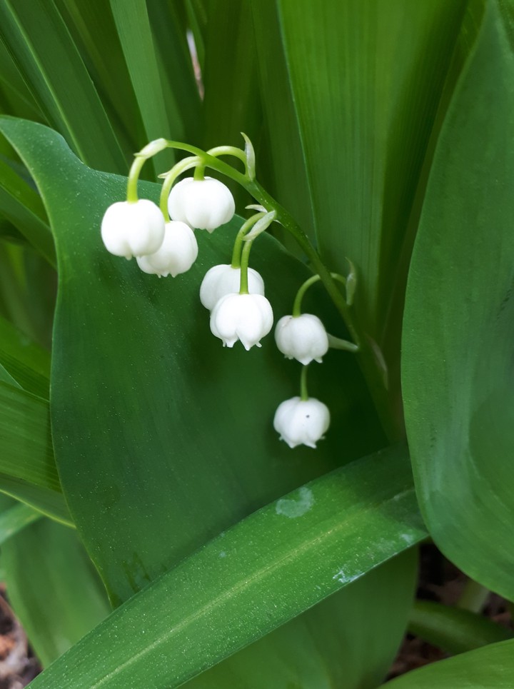 Lily of the Valley