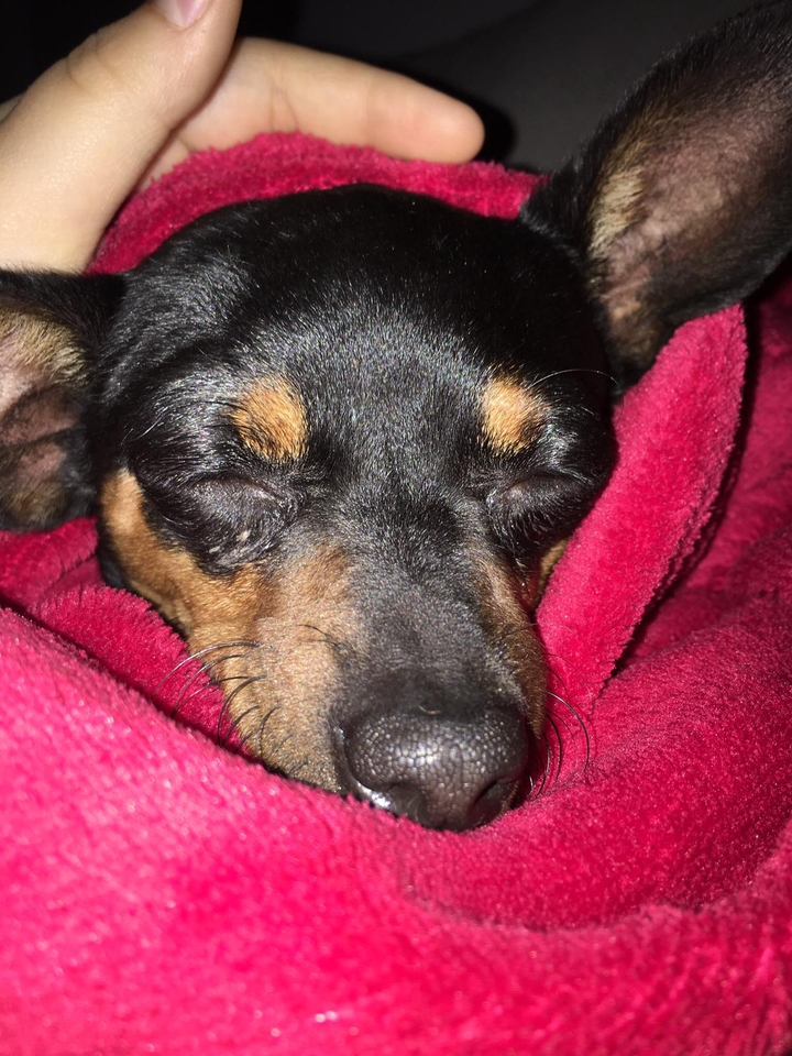 beutiful dog