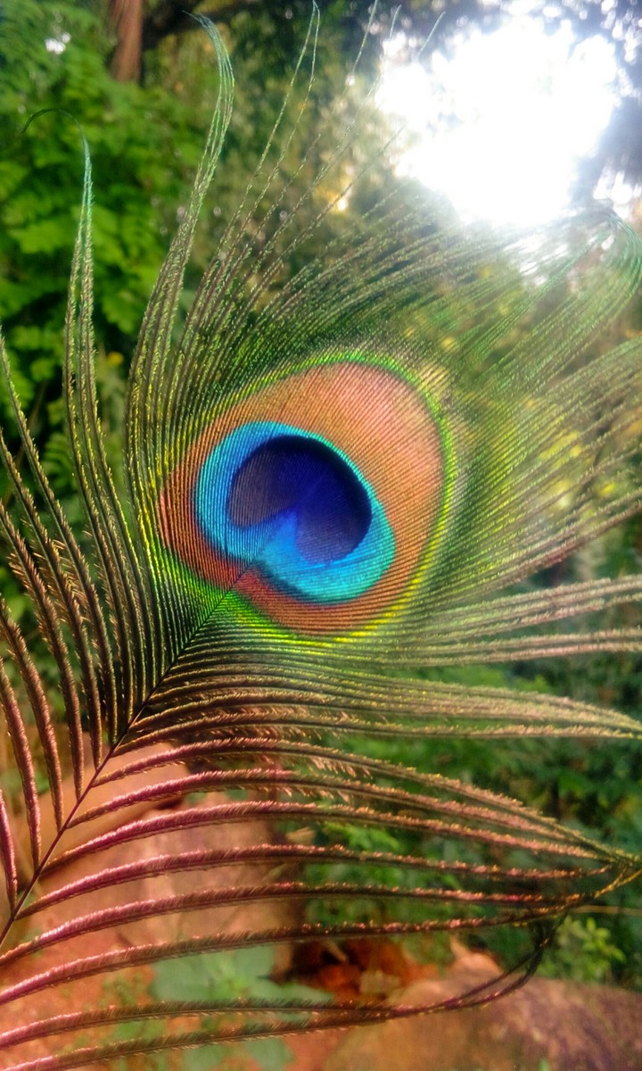 peacock feather