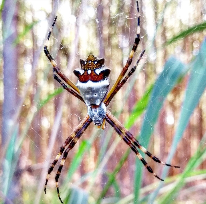 spider