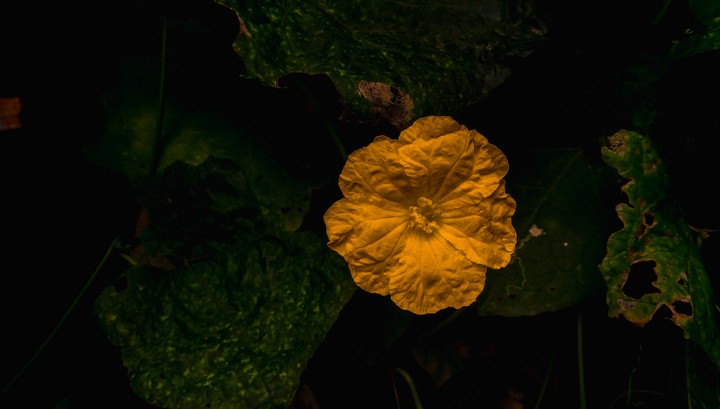 yellow flower