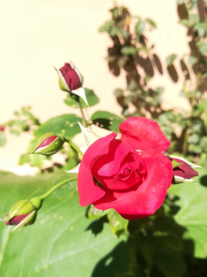 rose