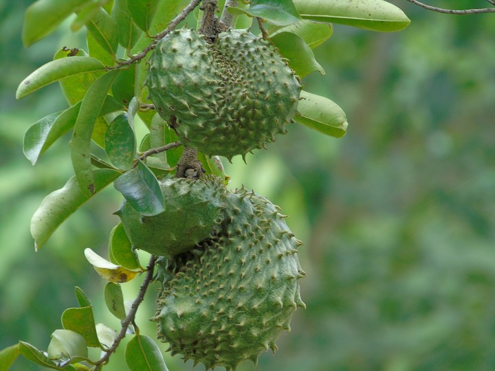 Guanabana