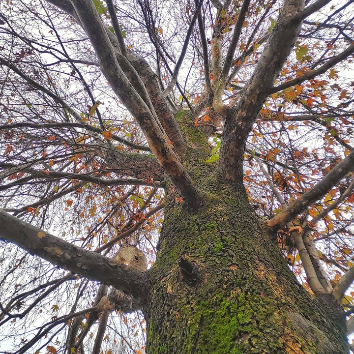 the chinar