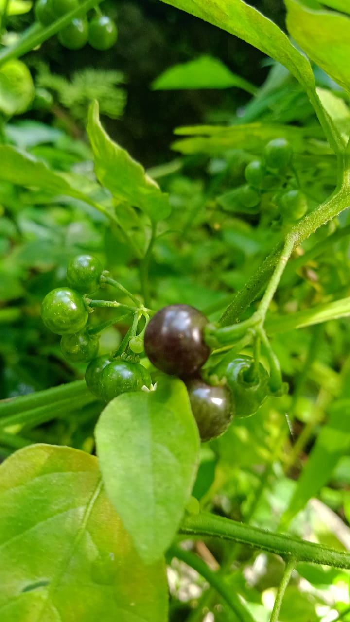 ltl tomatoo