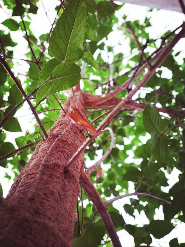 Beautiful brown wood