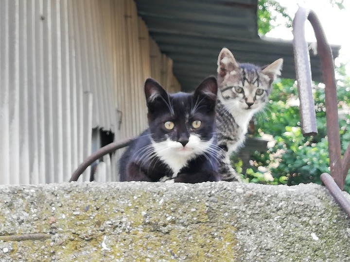 kedi
