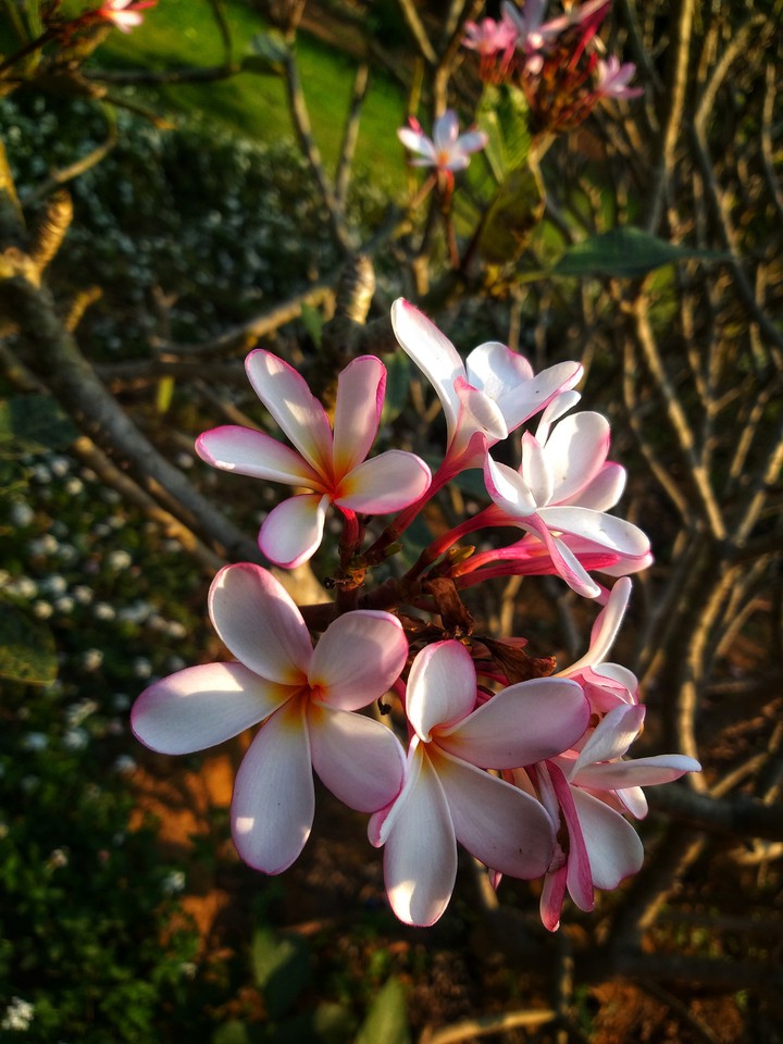 FLOWER PHOTOGRAPHY !!!