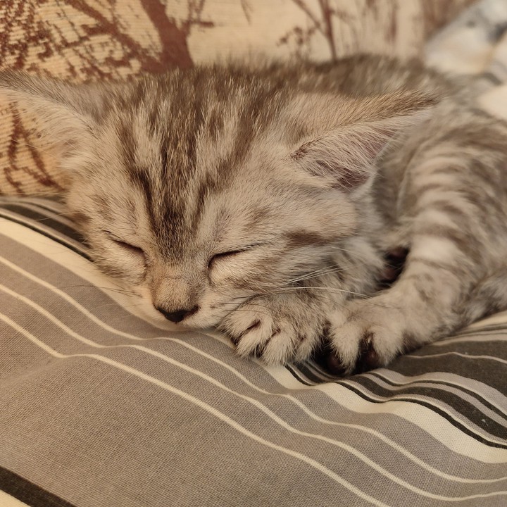 котенок
