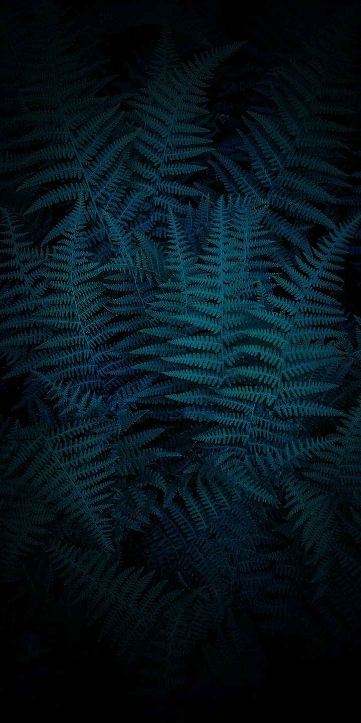 fern